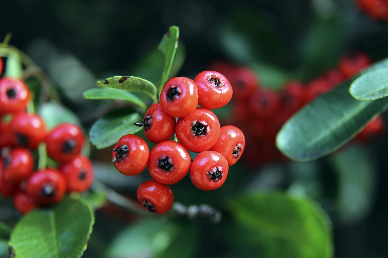 诺阿-朗：对阵尤文的战术不能提前透露；我正在学习意大利语
